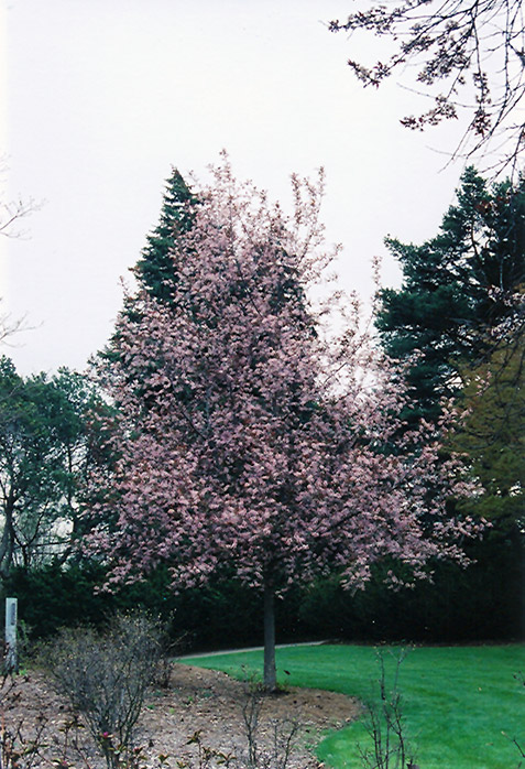 Prunus padus colorata
