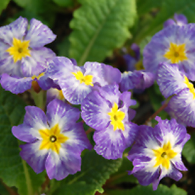 Plant Photo 5