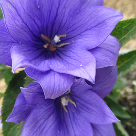 Plant Photo 3