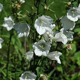 Plant Photo 2