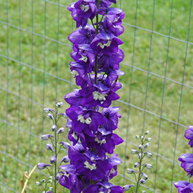 Plant Photo 7