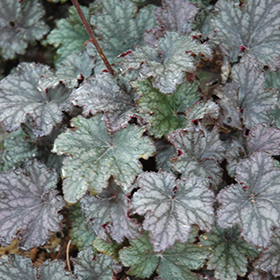 Plant Photo 4