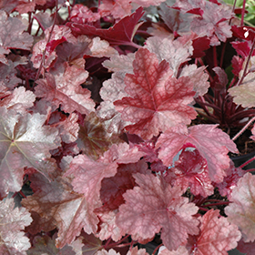 Plant Photo 4