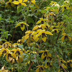 Plant Photo 6