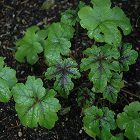 Plant Photo 3