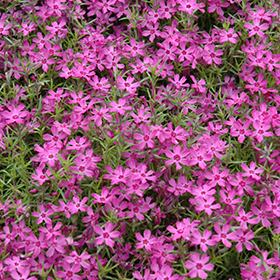 Plant Photo 3