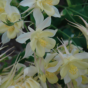 Plant Photo 1
