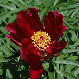 Plant Photo 6