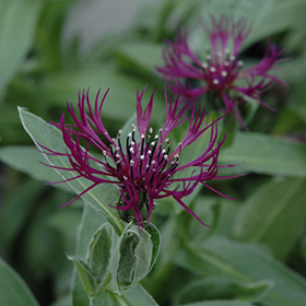 Plant Photo 9