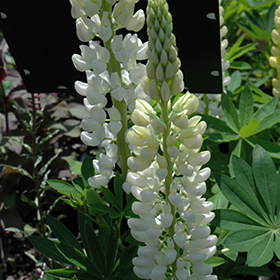 Plant Photo 10