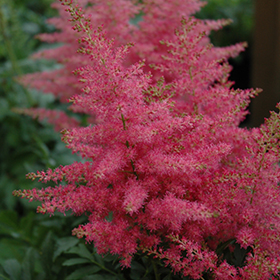 Plant Photo 7