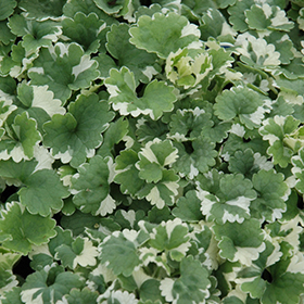 Plant Photo 10
