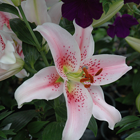 Plant Photo 1
