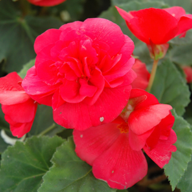 Plant Photo 4