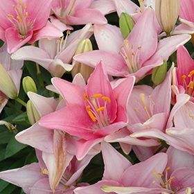 Plant Photo 4