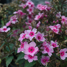 Plant Photo 2