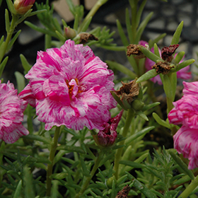 Plant Photo 4