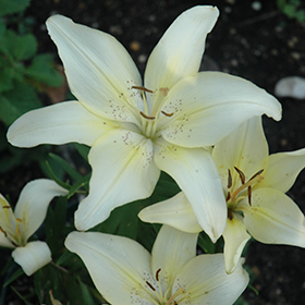 Plant Photo 7