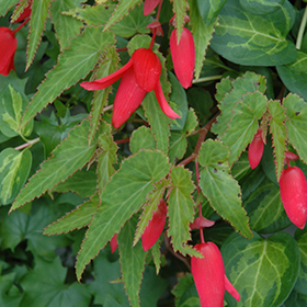 Plant Photo 8