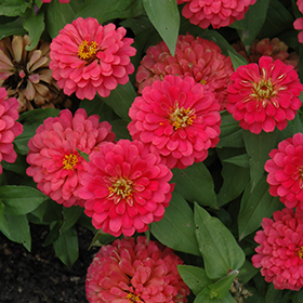 Plant Photo 4