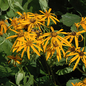 Plant Photo 1
