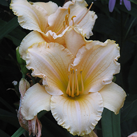 Plant Photo 5