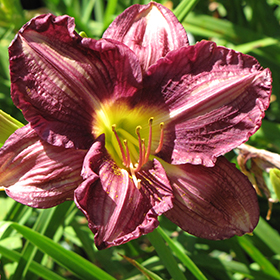 Plant Photo 1