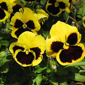 Plant Photo 3