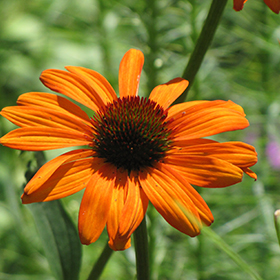 Plant Photo 4