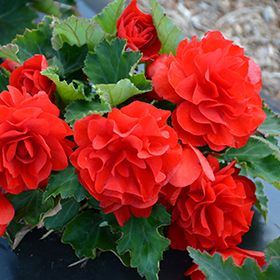 Plant Photo 3