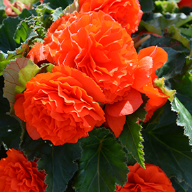 Plant Photo 1