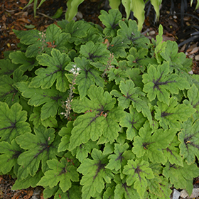 Plant Photo 1