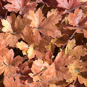 Plant Photo 10