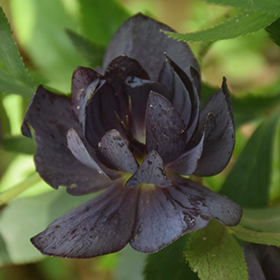 Plant Photo 6