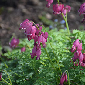 Plant Photo 6