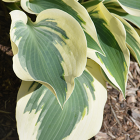 Plant Photo 10