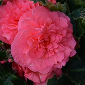 Plant Photo 2