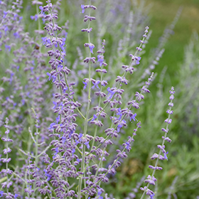 Plant Photo 9