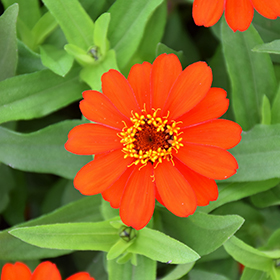 Plant Photo 6