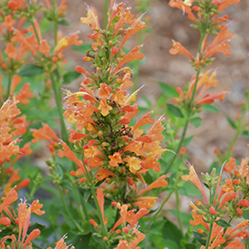 Plant Photo 3