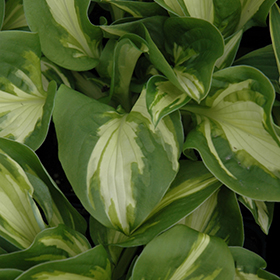 Plant Photo 2