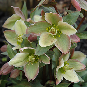 Plant Photo 1