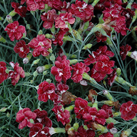 Plant Photo 2