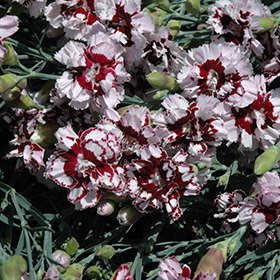 Plant Photo 5