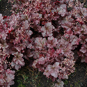 Plant Photo 3