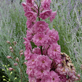 Plant Photo 9