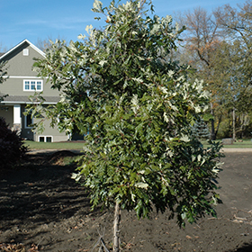 Plant Photo 6