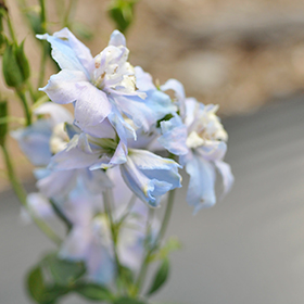 Plant Photo 7