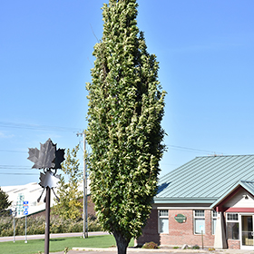 Plant Photo 9