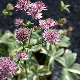 Plant Photo 10